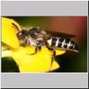 Coelioxys elongata - Kegelbiene w01f 10mm.jpg
